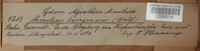 Serpula lacrymans image